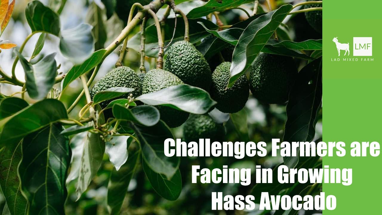 Challenges Farmers are Facing In Growing Hass Avocado