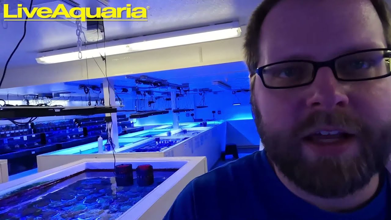 Live at LiveAquaria!