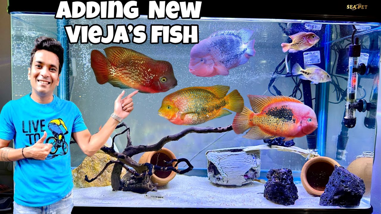 🔥 NEW VIEJA CICHLIDS ARRIVED | Vieja Tank Setup & New Fish Addition 🔥 | Melanura | Super Red Syns