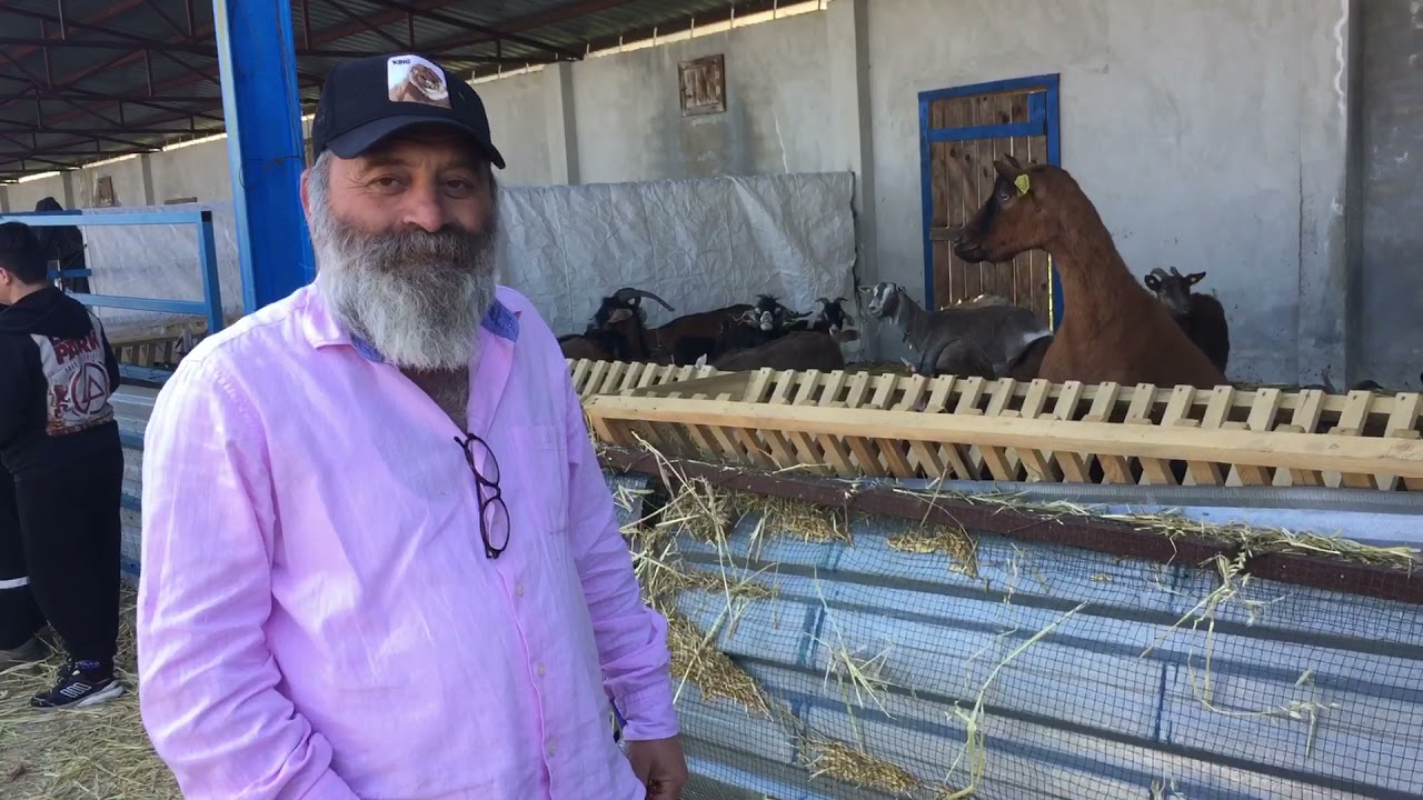 Alpin KEÇİSİ Çanakkale