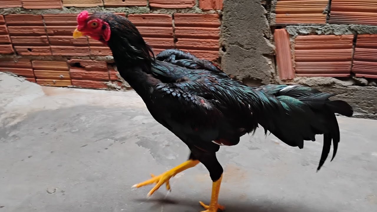 SAMID PREÁ OFICIAL fazendo oq mais gosto.  cuidando das aves 🐓🐓🐓