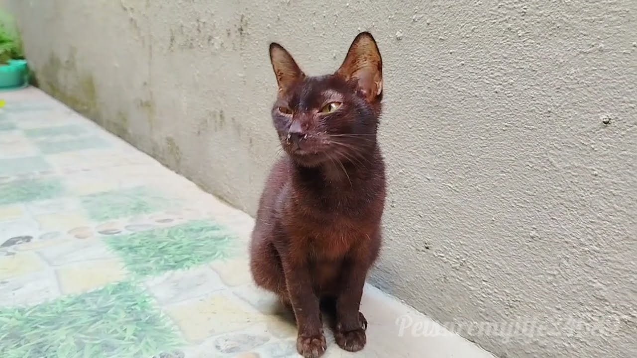 Today, The Two Kittens Have Recovered And Are Joyfully Playing With The Whole Family