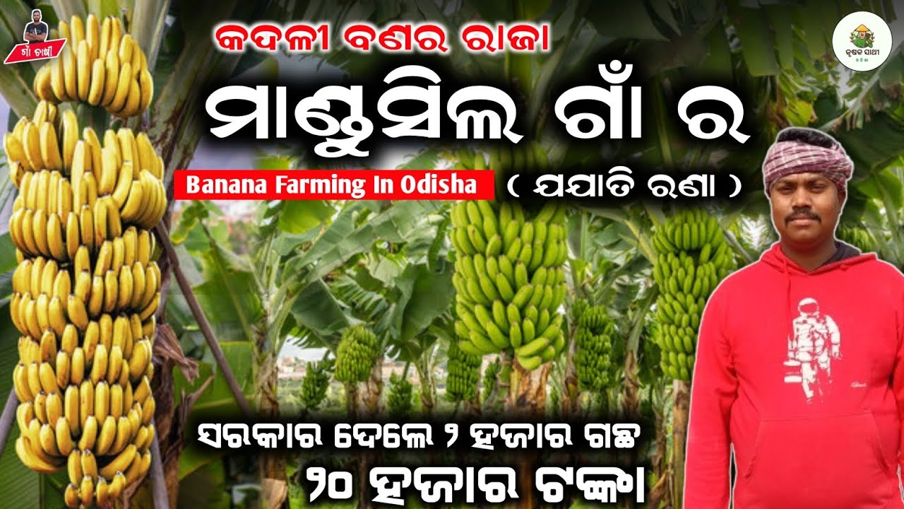 କଦଳୀ ଚାଷରୁ ବର୍ଷକୁ ୨ ଲକ୍ଷ ( Kadali chasa odisha ) tissue culture banana farming in odisha