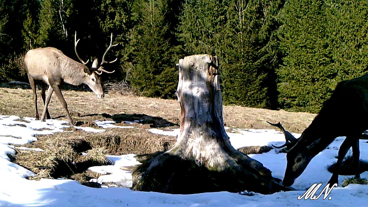 Jelenie przyszły do lizawki, więc już pora s&oacute;l wyłożyć.