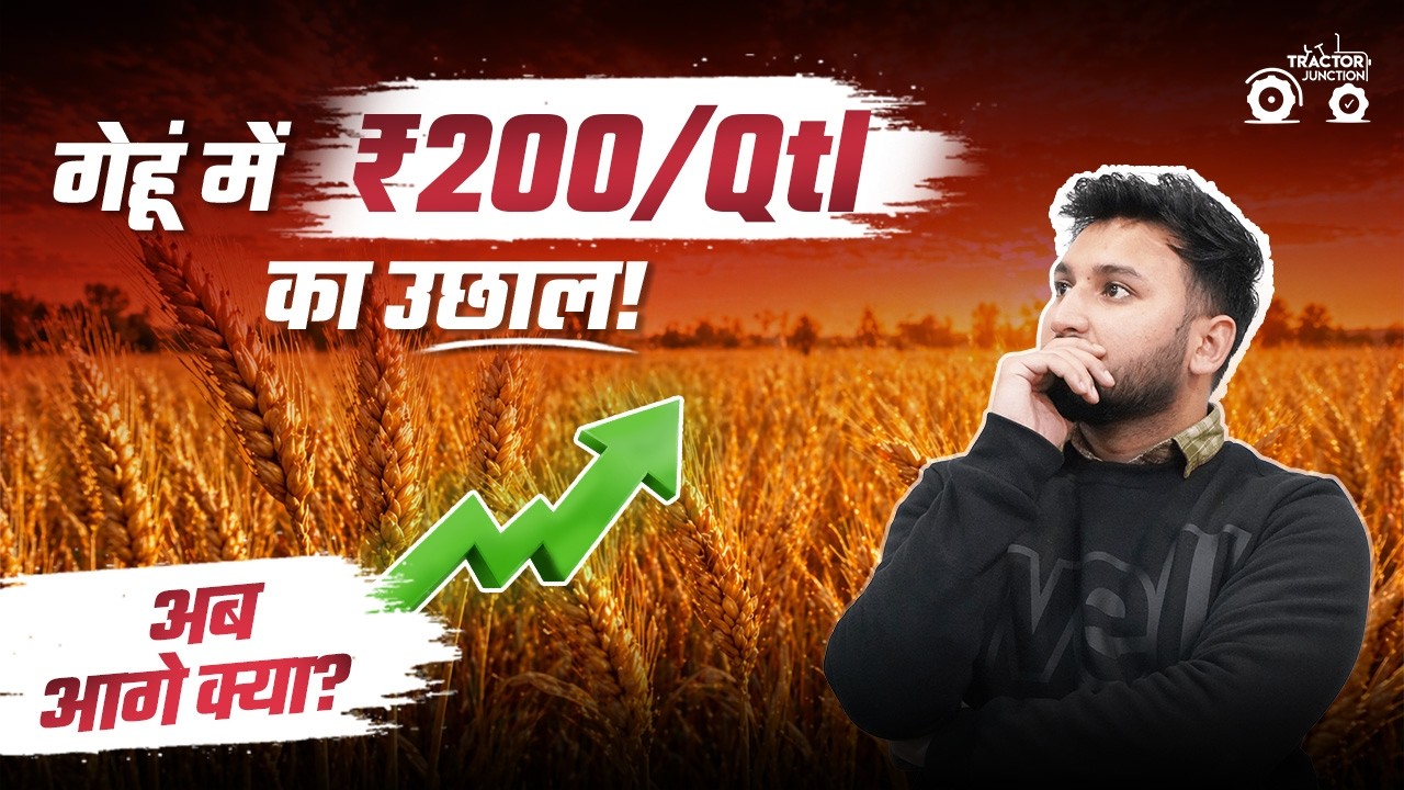 गेहूं में ₹200/Qtl का उछाल! अब आगे क्या? | Gehu ka Bhav | Wheat Price Today #gehukabhav