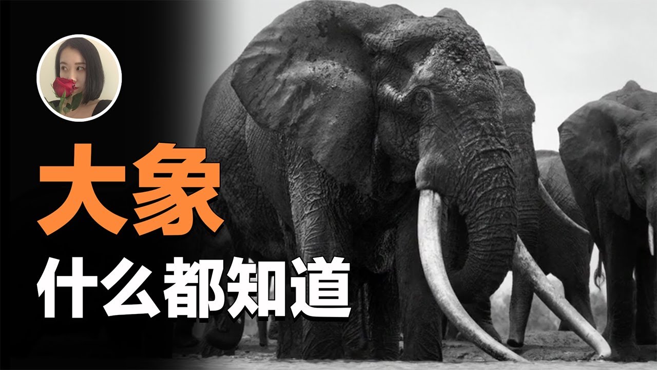 【大象】为什么说大象是没有长辈教育就活不好的动物 公象到了发情期又会有什么不可描述的行为呢