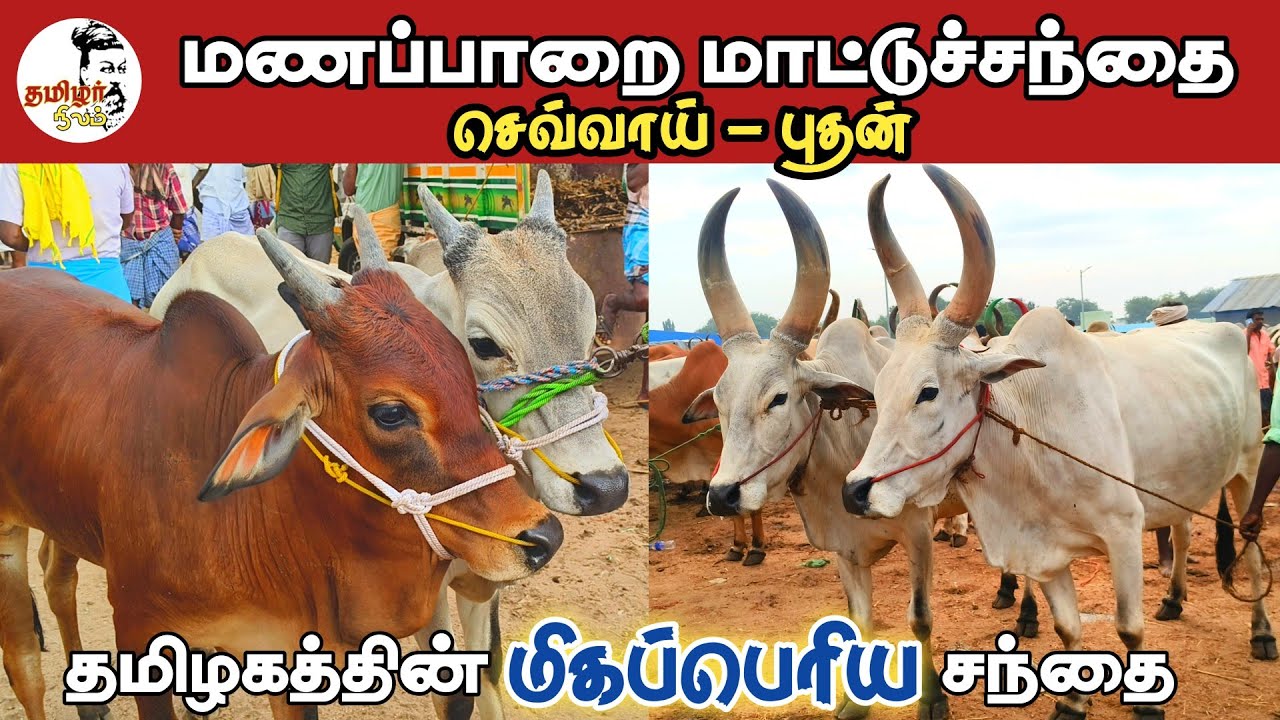 மணப்பாறை மாட்டுச்சந்தை / தமிழகத்தின் மிகப்பெரிய மாட்டுச்சந்தை -18-12-2024