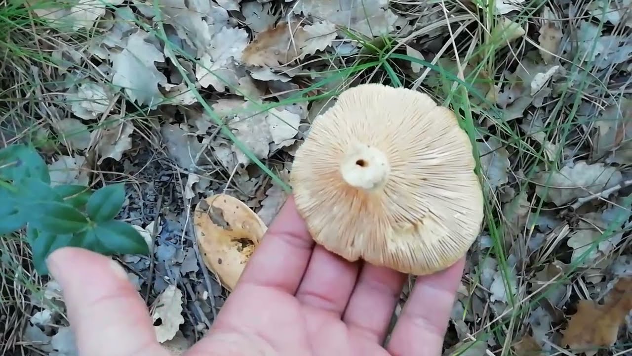 C&oacute;mo diferenciar n&iacute;scalos verdaderos de falsos 🍄 | Gu&iacute;a de setas comestibles