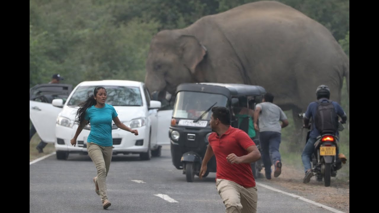 Human vs Wild Elephant | Terrifying Road Encounter