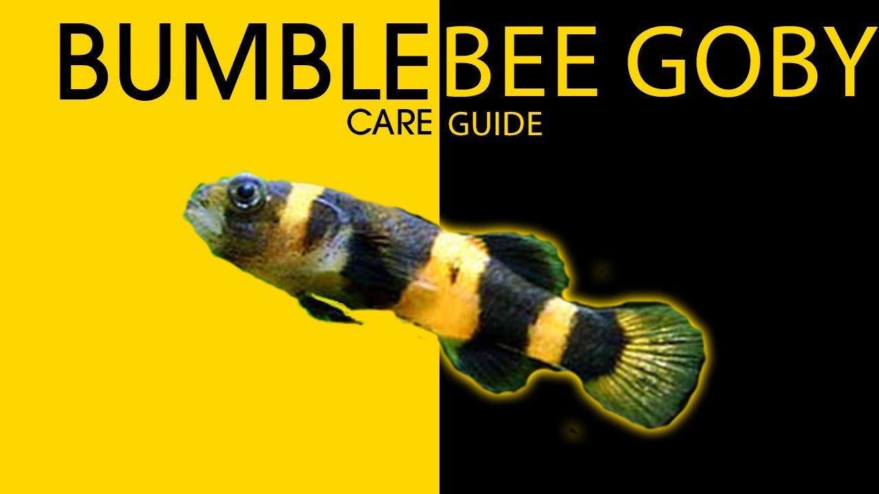 Careguide: Bumblebee Goby