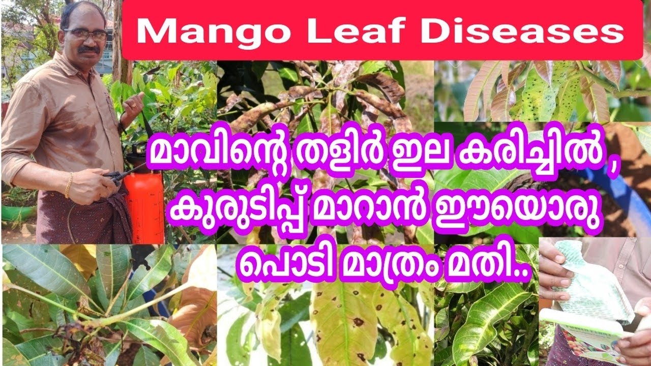 മാവിന്റെ തളിർ ഇല കരിച്ചിൽ, കുരുടിപ്പ്  രോഗങ്ങൾക്കുള്ള പ്രതിവിധി/Prevent Mango Leaf Diseases #mango