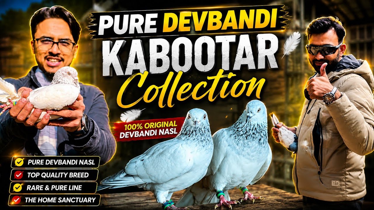 Pure Devbandi Kabootar Collection | The Home Sanctuary 