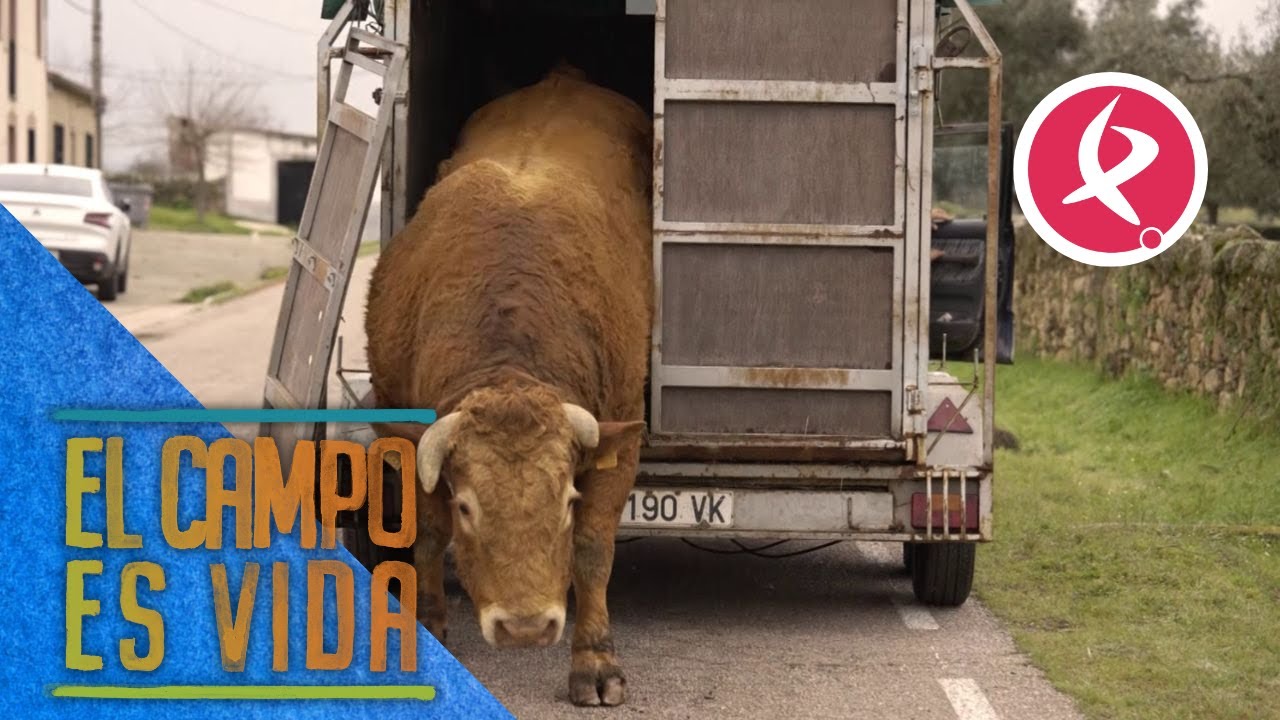 El semental de Pilar escapa del carro en pleno traslado por la carretera | El campo es vida