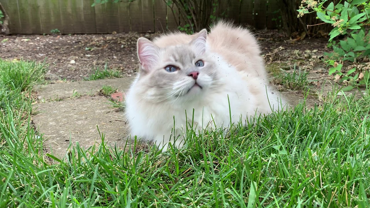 10-Year Old Blue Lynx Mitted Ragdoll Cat Chiggy VLOG