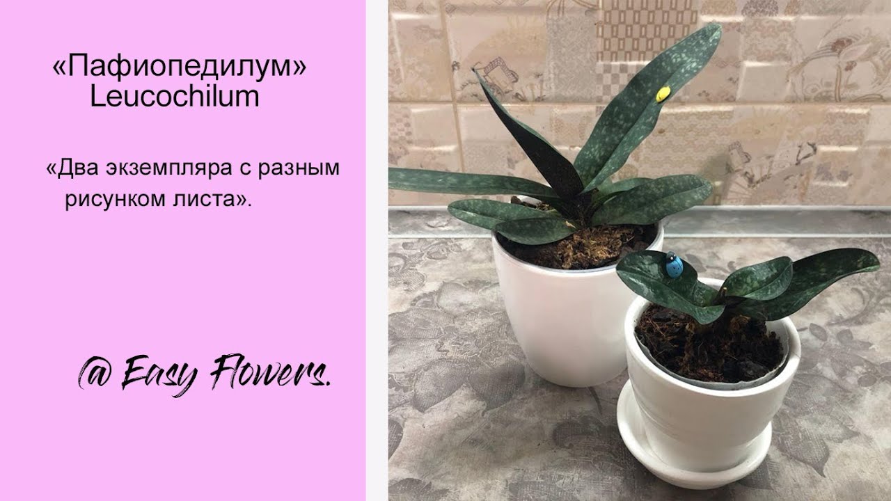 Пафиопедилум Леукохилум (Paph. Leucochilum)