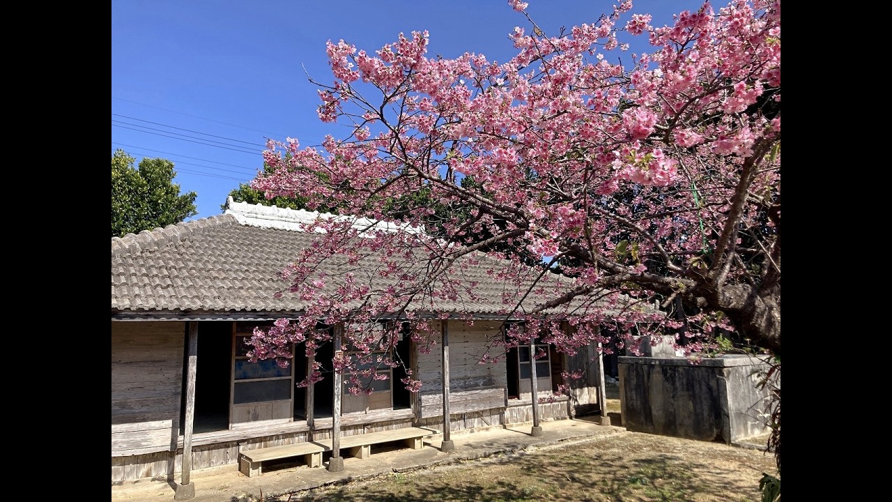 本部町SHINZATO一本桜