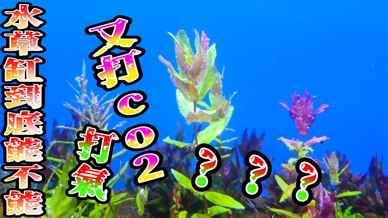 #水草種植篇11~水草缸中打氣會把co2潰散嗎?Pumping up in the water tank will make co2 disappear?