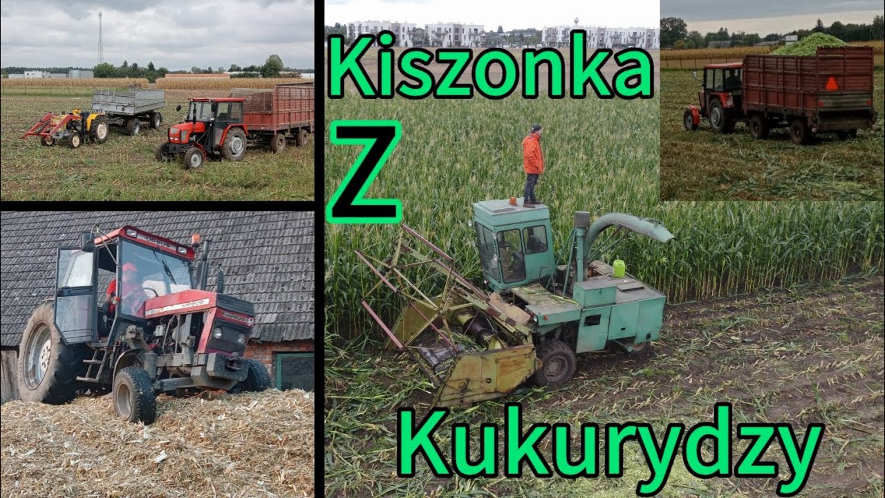 Kiszonka z kukurydzy na 5 odwozow Ursu/Zetor c330x2 912x2 Zetor Massey Ferguson forsznit e 281