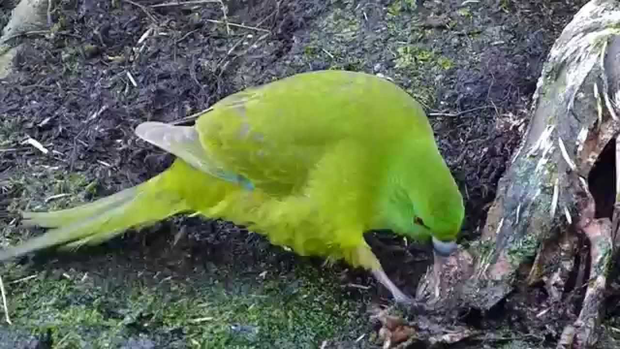 Antipodes Island Parakeet Scavenging