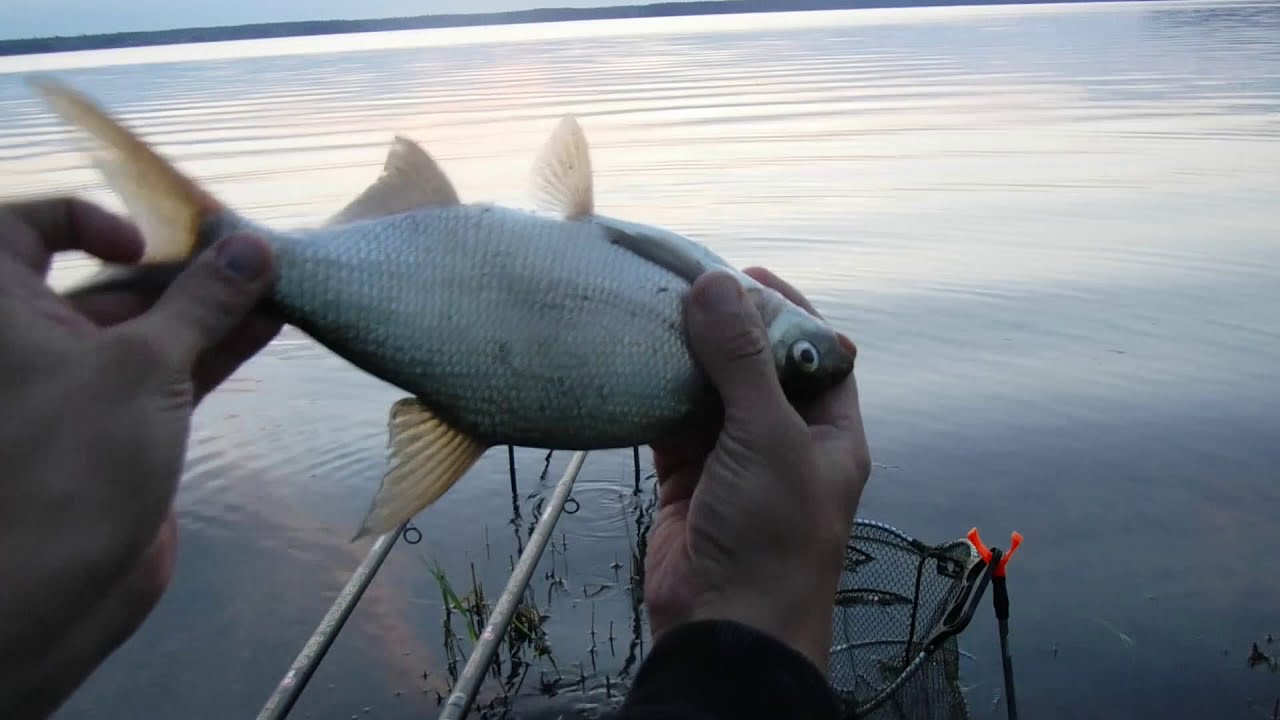 подлещик в жару , 20-21 июня  с ночевкой на Десногорском водохранилище