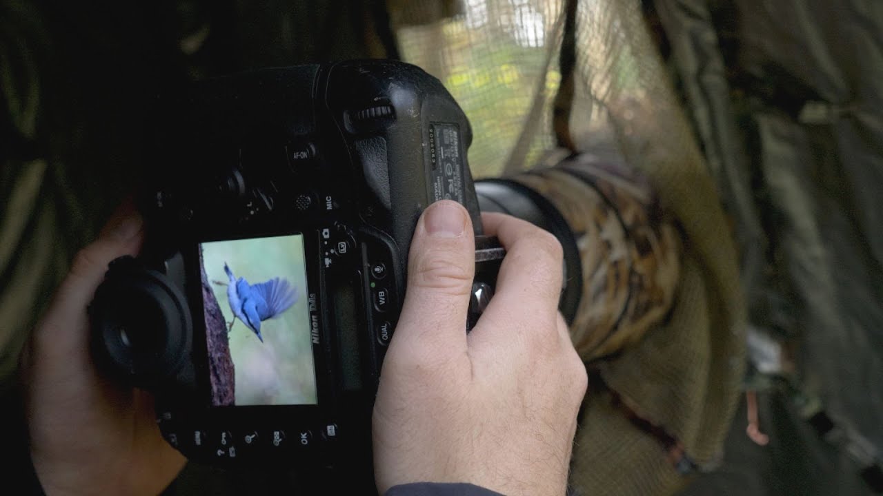 Did I just miss it? // BIRD PHOTOGRAPHY in the forest // Nikon 500mm f4 FL lense