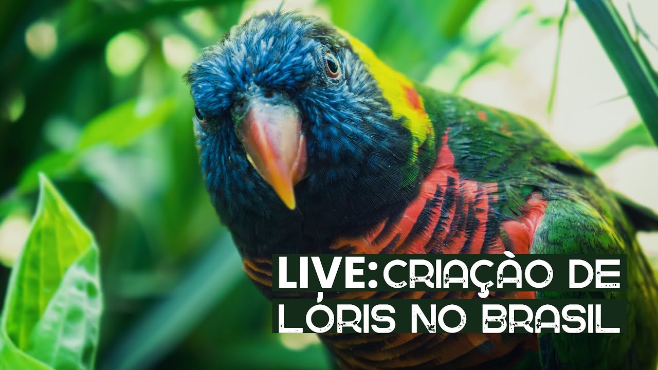REPOST DA LIVE: CRIAÇÃO DE LÓRIS NO BRASIL