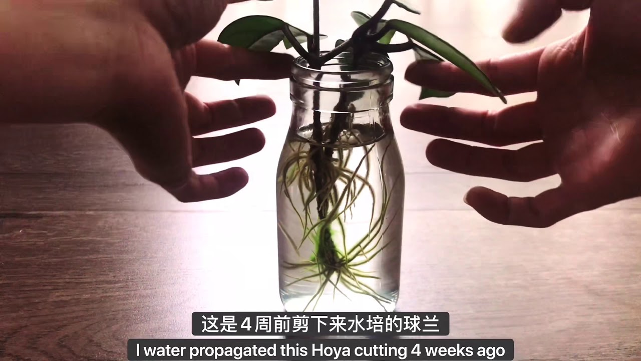 #8 Hoya propagation - Secret to grow massive roots 球兰爆根的秘诀