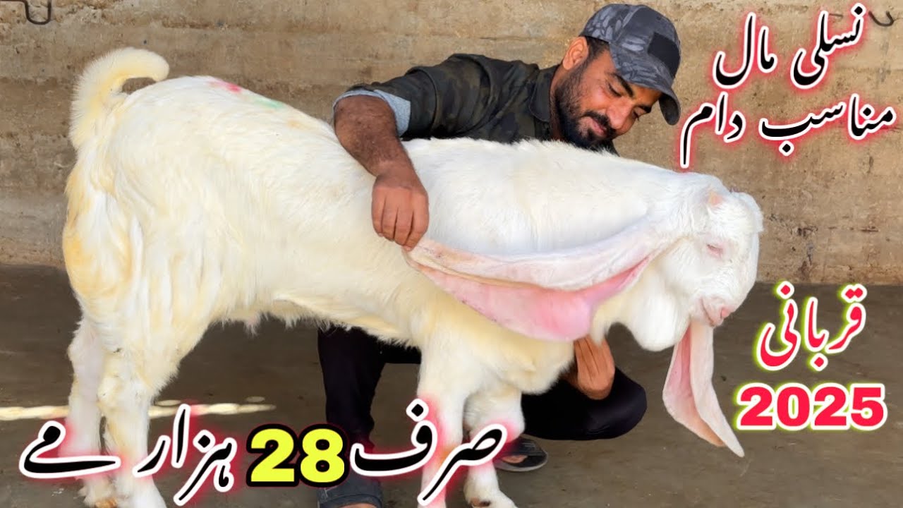 Wali Kareem Goat Farm Heavy Quality bakra Le Aya 😍 || Qurbani 2025 || Bakra Mandi || Goats