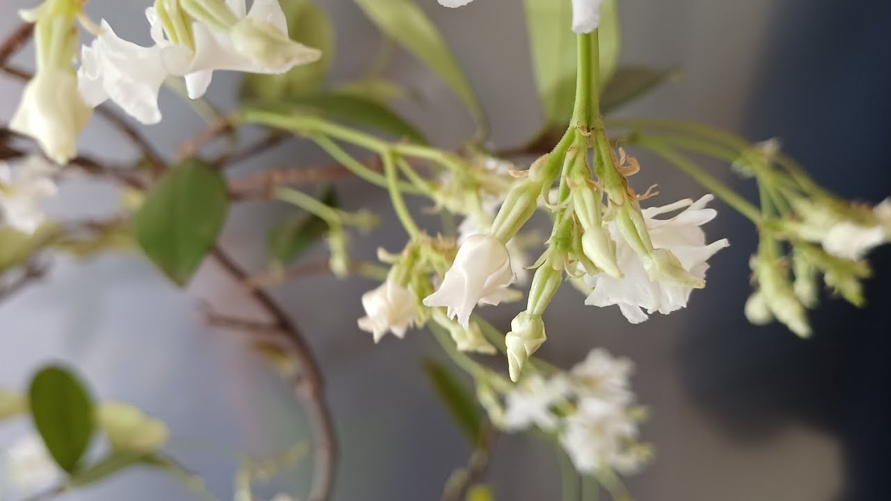  Комнатные растения. Трахелоспермум дома - неожиданно красивое растение. 