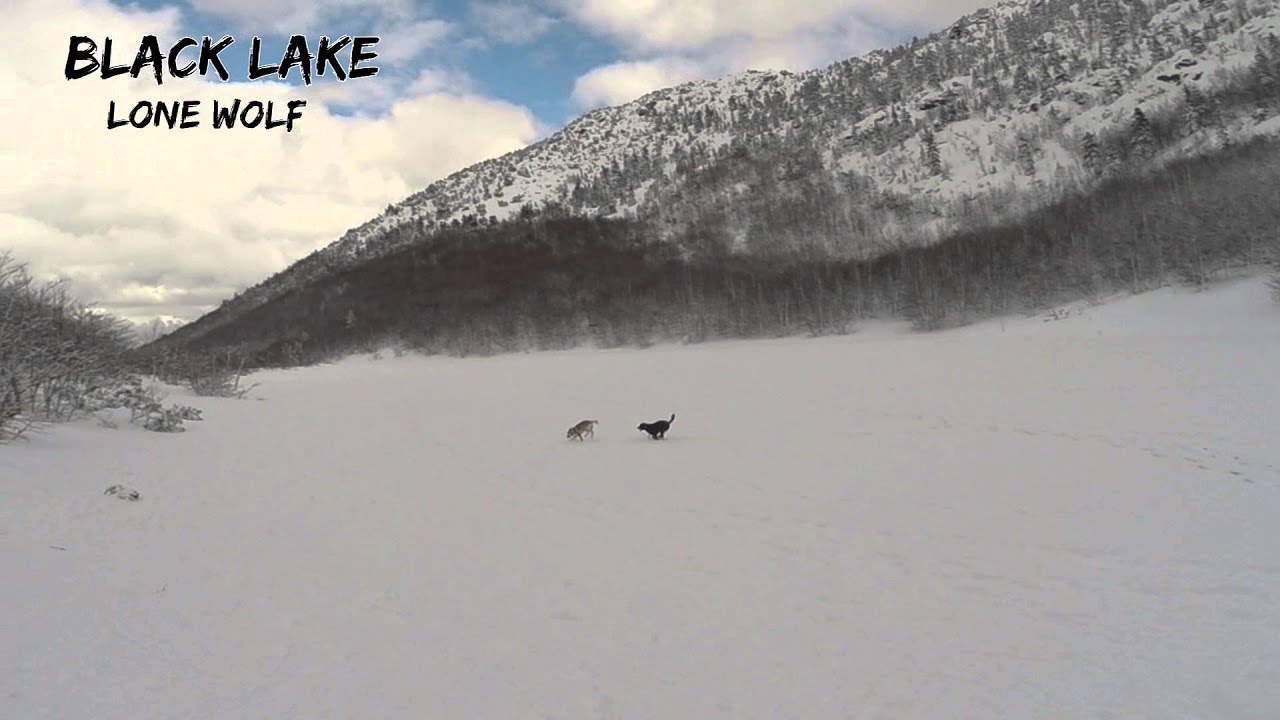 LONE WOLF - Playing with my DOG - AMAZING