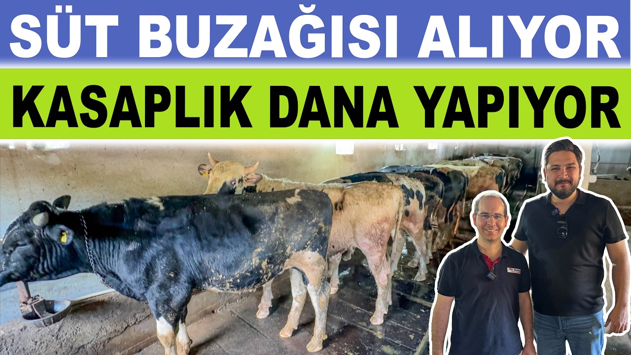 Matematik Yalan Söylemez! | Danalara 100 TL Harca 320 TL Kazan!
