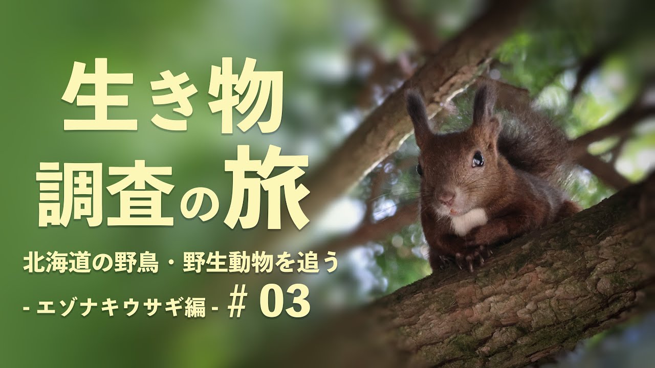 エゾナキウサギ編【生き物調査の旅】北海道の野鳥 野生動物を追う旅 ＃03　三日目
