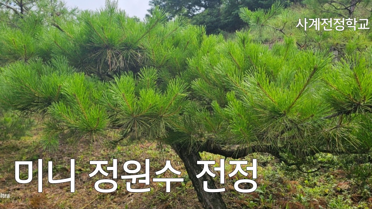 미니 정원수 전정 #253사계전정학교 