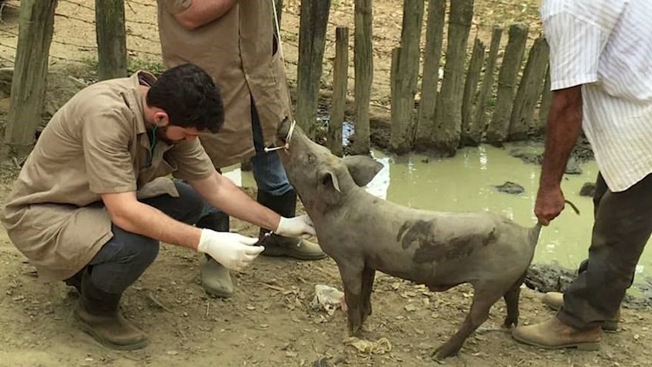 Peste Suína Clássica no Piauí | Boletim Suinocultura