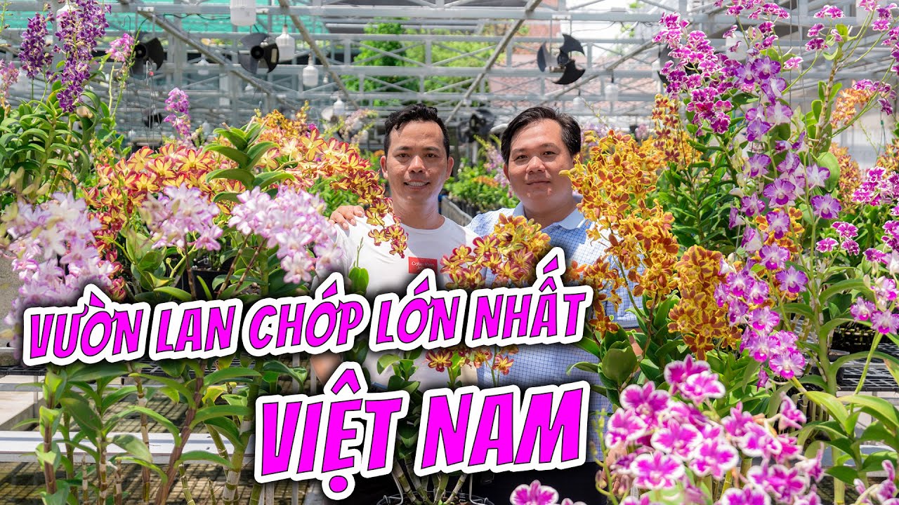 KH&Aacute;M PH&Aacute; VƯỜN LAN CHỚP LỚN NHẤT VIỆT NAM? VƯỜN LAN DENDRO CHỚP &Uacute;T HAI BEO - CẦN THƠ.