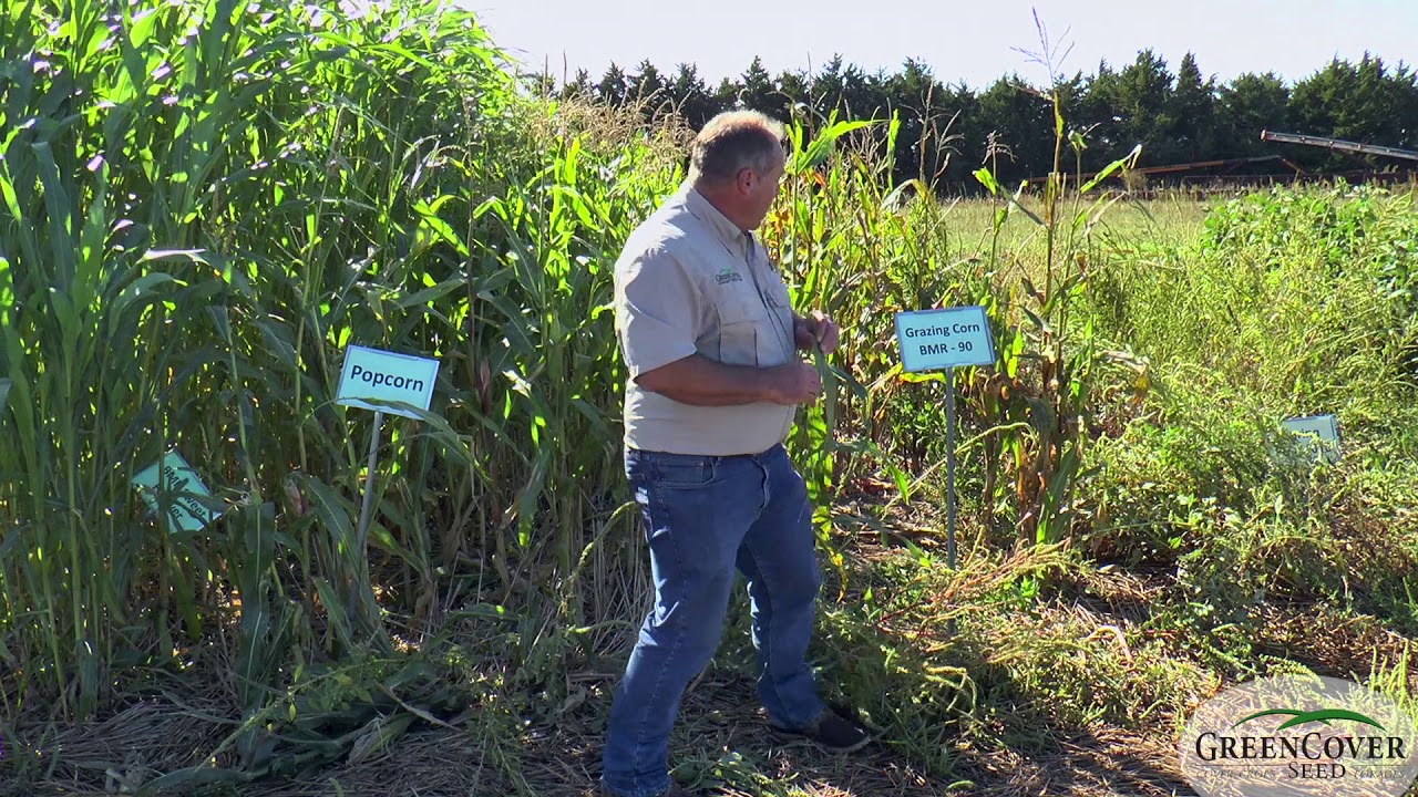 Corn - Test Plots 2019