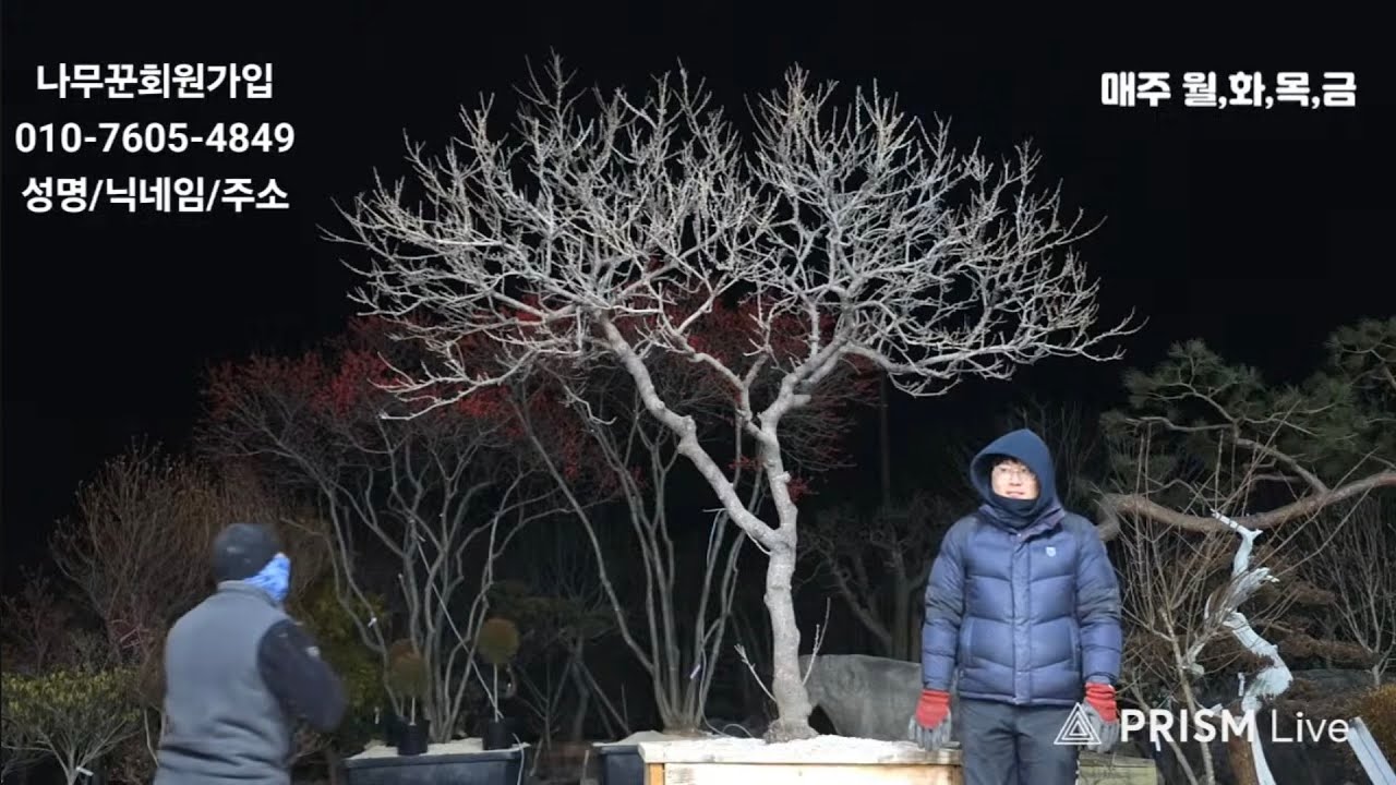 26년01월26일 님사랑이야기의 나무꾼경매장 120회(특수목,조경수,분재,정원수)