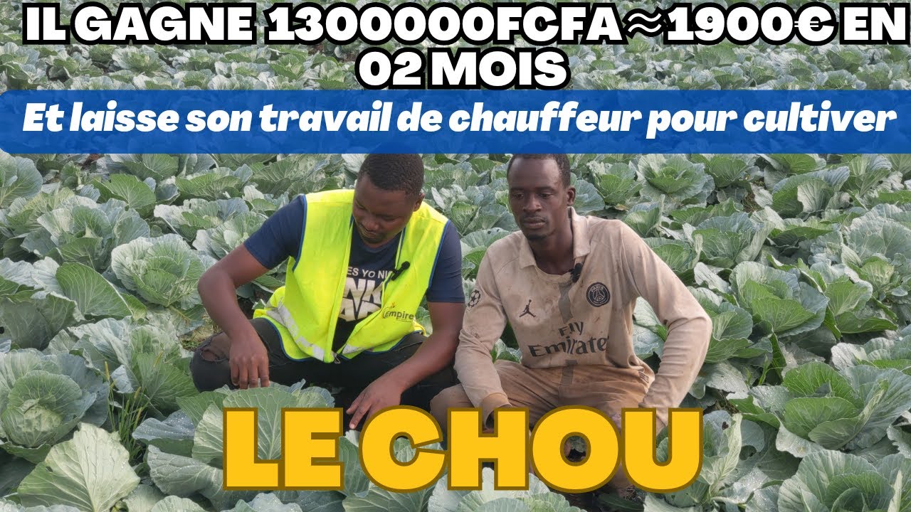 DE 9000fcfa À 1 300 000fcfa: IL ABANDONNE SON BOULOT POUR CULTIVER LE CHOU