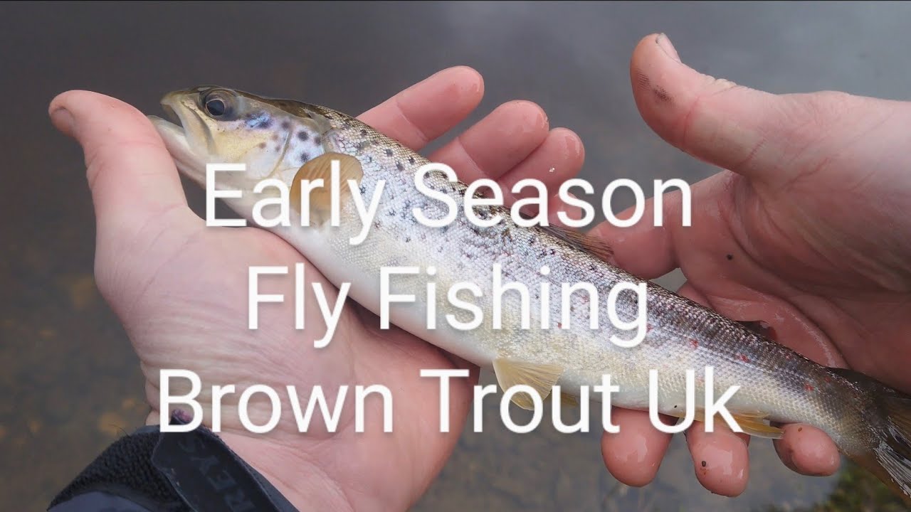 Early Season Fly Fishing Brown Trout Uk