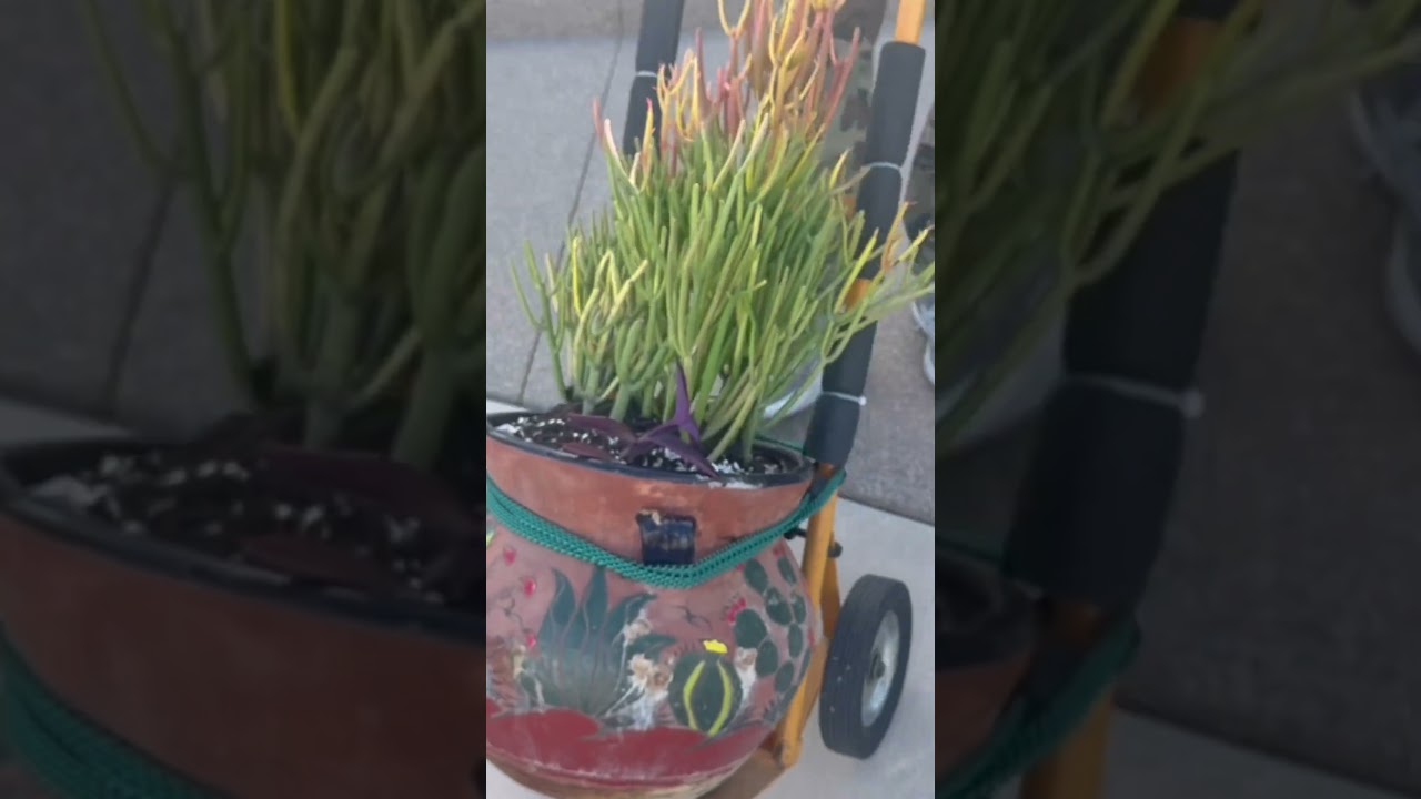 Surprising My Neighbor With Another Plant