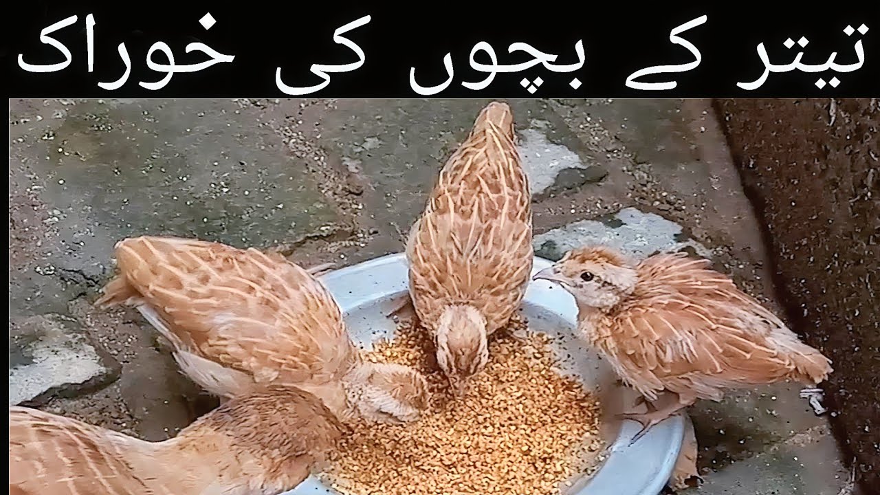 Teetar k bachoon ki khorak
