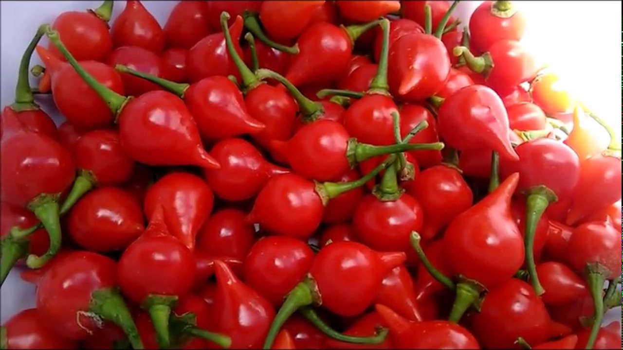 Aprenda a plantar Pimenta Biquinho da Germinação até a colheita (Com dicas de adubação)