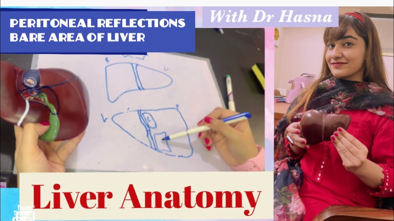 Liver Anatomy | Peritoneal reflections & Visceral Relations