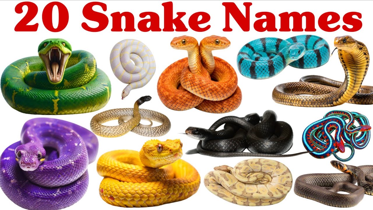 20 साँपों के अलग-अलग नाम बच्चों के लिए | Learn 20 Snake Names Easily for Preschool and Kids
