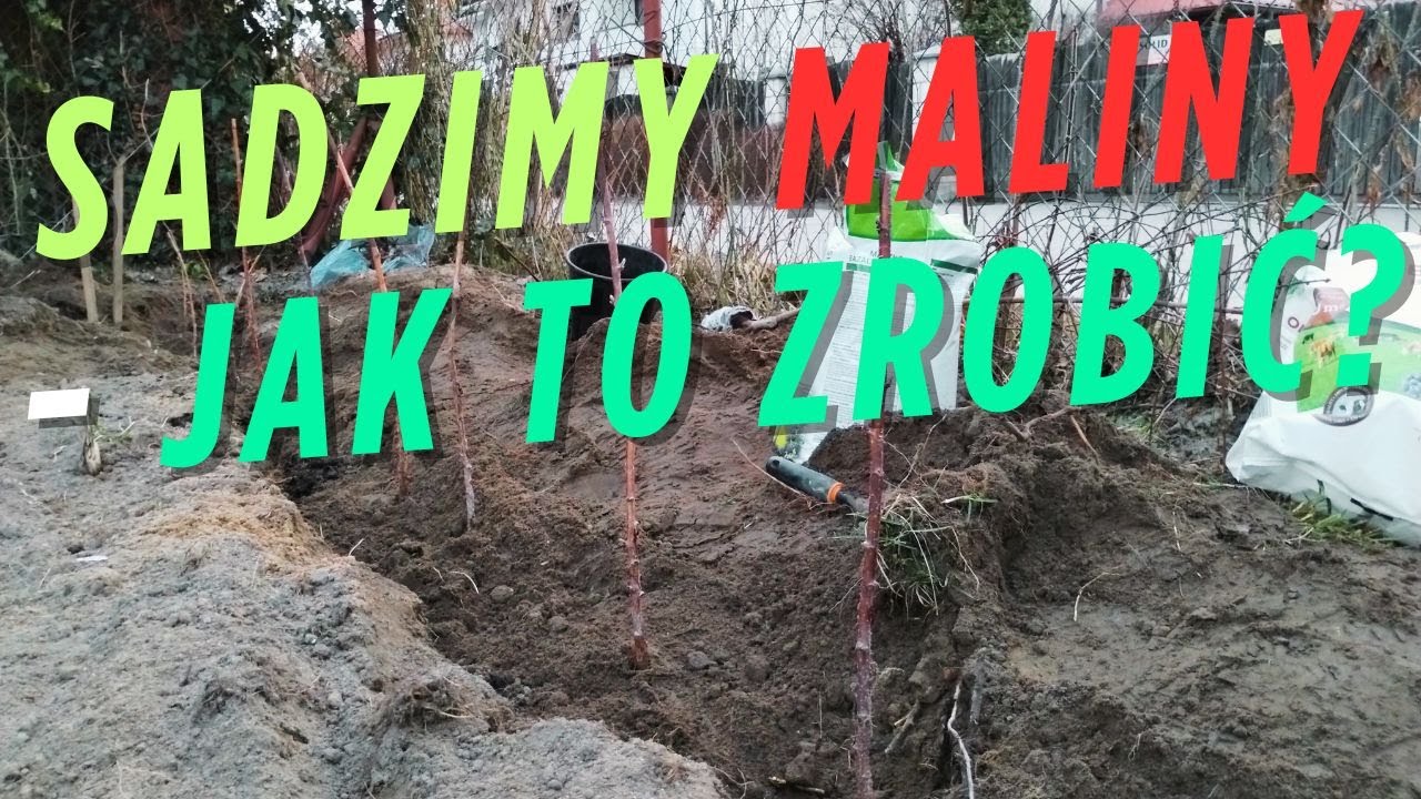Sadzimy Maliny - Jak to zrobić?