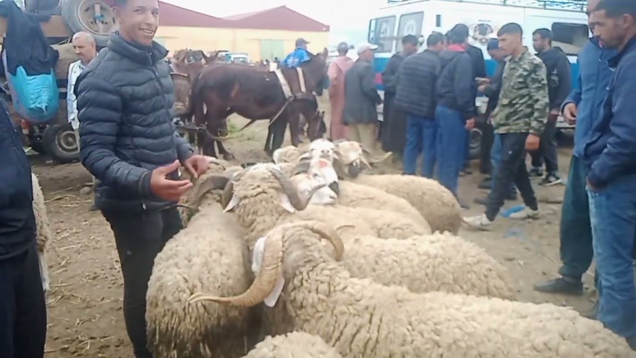 شوفو شنو وقع في ألاتمينة ديال الخروف سوق الخميس مدينة سيدي قاسم الغرب