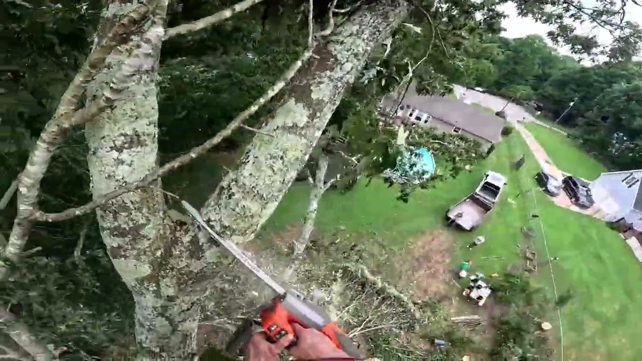 Oak Tree Removal