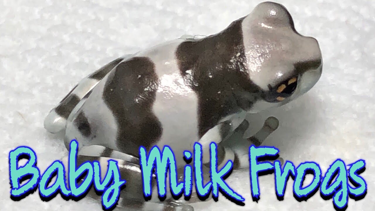 Setting Up New Baby Milk Frogs