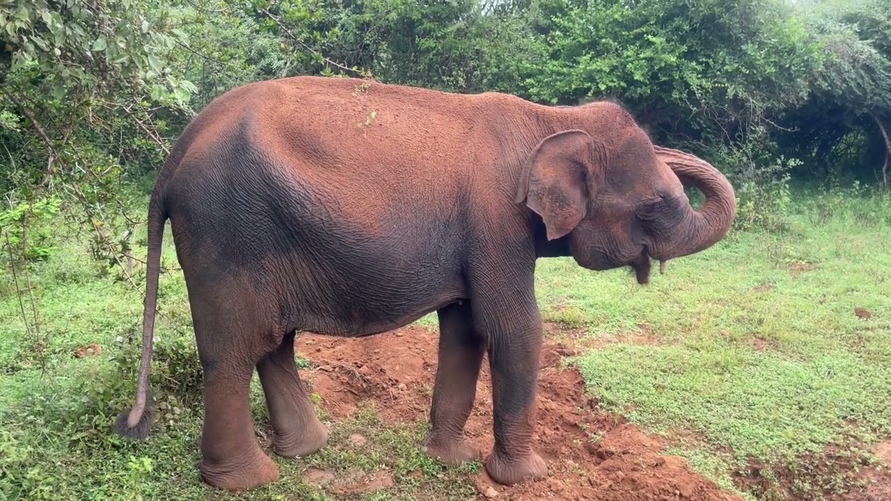 Yala National Park .