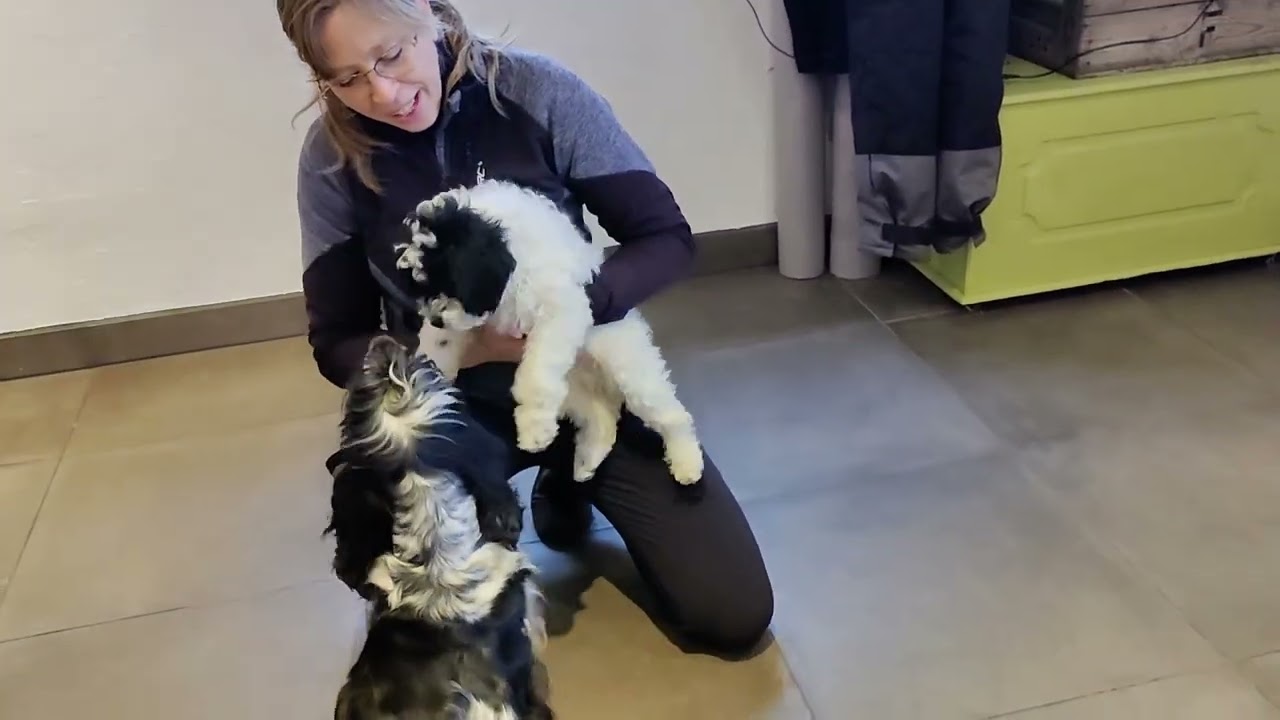 Hygge, træning og leg med de skønne cavapoo 1b hvalpe❤️🐶